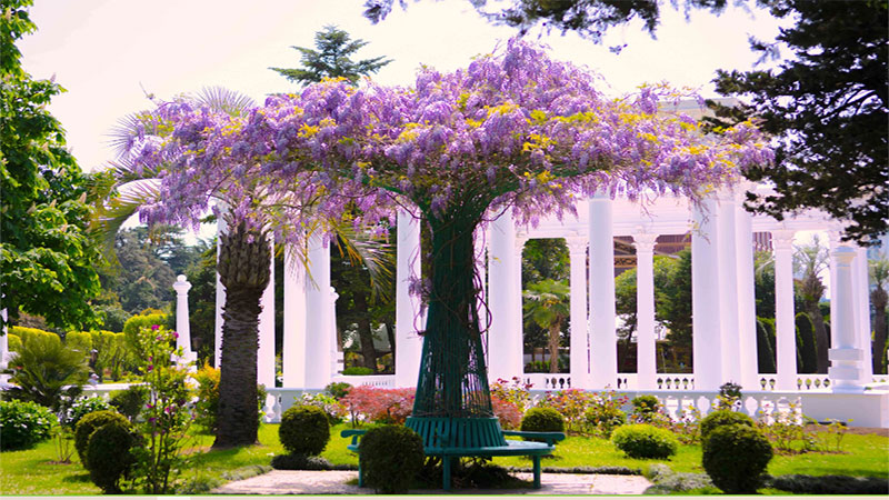 بهار در باتومی